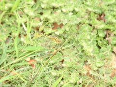 Indothemis carnatica