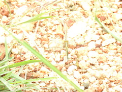 Indothemis carnatica