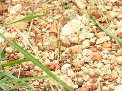 Indothemis carnatica