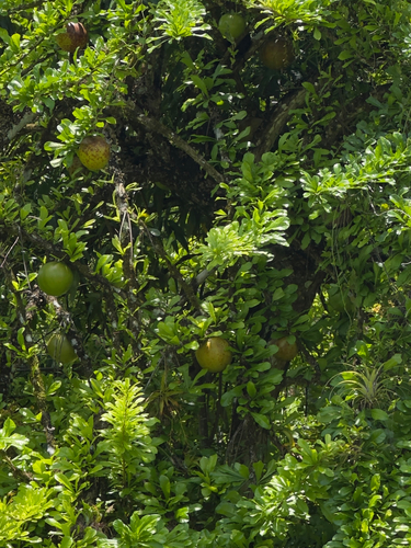 Calabash Tree