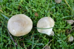 Lycoperdon lividum