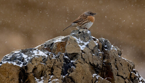 iNaturalist image