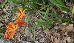 Crocosmia aurea aurea