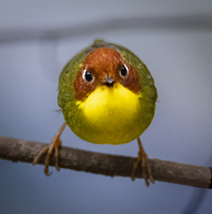 Chestnut-Headed Tesia photo 2