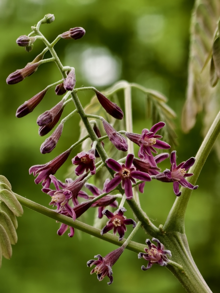 Gymnocladus chinensis (Gymnocladus chinensis)