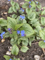 Brunnera