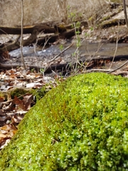 Plagiomnium rostratum