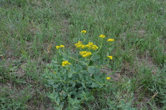 Haplophyllum latifolium