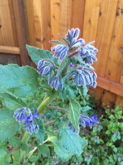 Borago