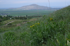 Haplophyllum latifolium