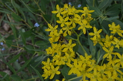 Haplophyllum latifolium
