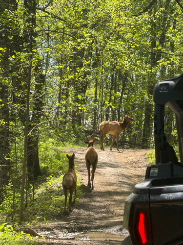 Elk photographed in Tennessee