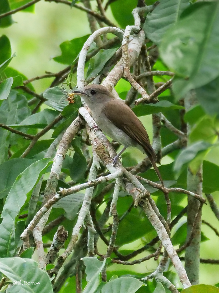 Olivaceous Flycatcher (Fraseria olivascens) photo