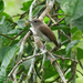 Olivaceous Flycatcher - Photo (c) Nik Borrow, some rights reserved (CC BY-NC), uploaded by Nik Borrow