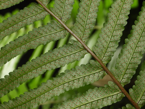 Stigmatopteris rotundata