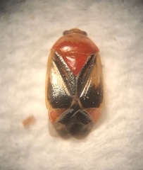 Neocapsus cuneatus