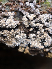 Polycephalomyces