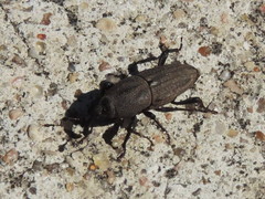Sphenophorus parvulus