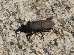 Sphenophorus parvulus