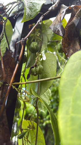 Aristolochia acuminata observed 2026-04-24