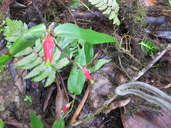 Macleania