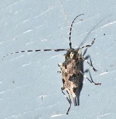 Graphisurus triangulifer