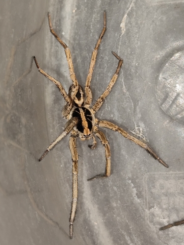 Schizocosa malitiosa