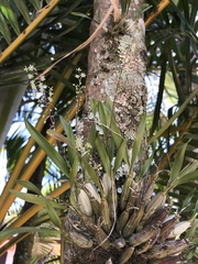 Scaphyglottis micrantha