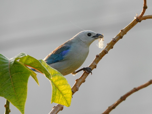 Blue-gray Tanager