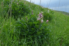 Dictamnus angustifolius