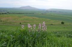 Dictamnus angustifolius