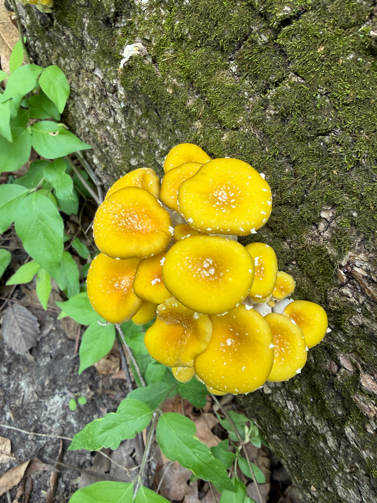 Pleurotus citrinopileatus · April 2026 · photo: © kefreecomo (iNaturalist, cc-by)