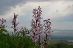 Dictamnus angustifolius