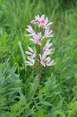 Dictamnus angustifolius