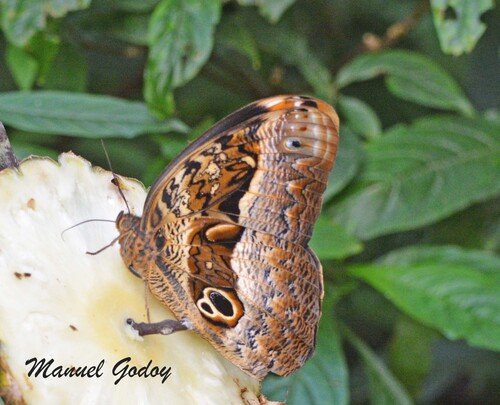 Purple Owl-Butterfly