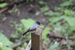 Sirystes albogriseus