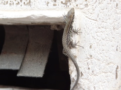 Podarcis muralis