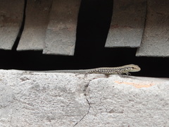 Podarcis muralis