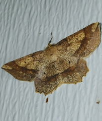 Euchlaena amoenaria