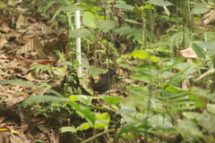 Formicarius nigricapillus