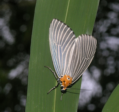 Aganainae