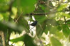 Cyanoloxia cyanoides