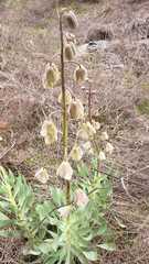 Fritillaria persica