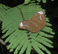 Tanaecia julii odilina