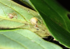 Chrysso lingchuanensis