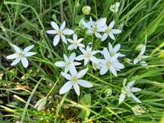 Ornithogalum woronowii