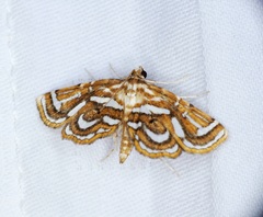 Cymoriza