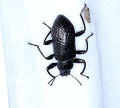 Derosphaerus sinensis