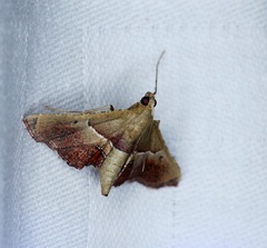 Endotricha repandalis