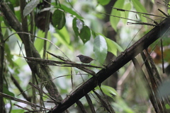 Epinecrophylla fulviventris